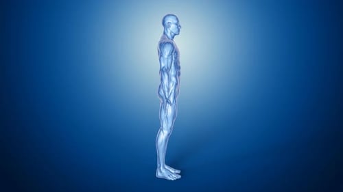 Futuristic 3D Human Muscular System Rotating Anatomy Scan