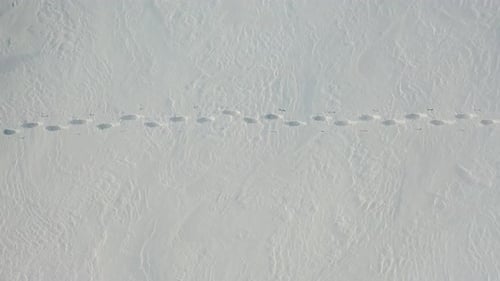 Lone Traveler with a Backpack Walks Through the Snowy Desert