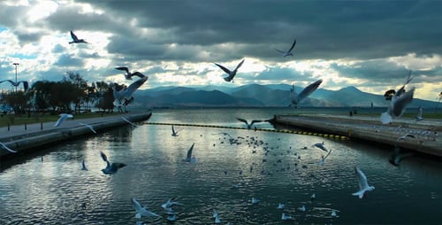 Seagulls and the sea