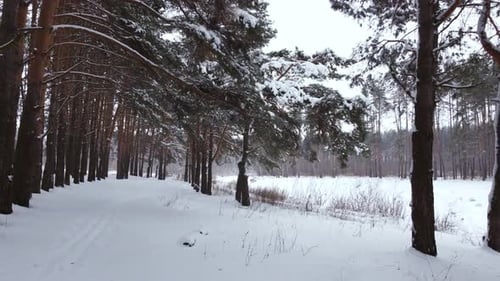 Low Aerial View Near the Pillars of Trees