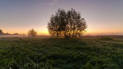 Timelapse Foggy Sunrise in a Field with a Lonely Tree