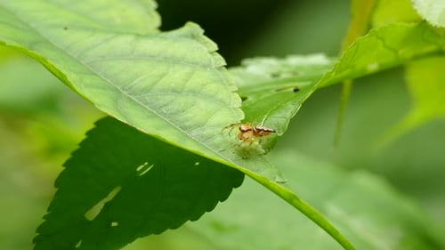 orange spider walks along a leaf in the middle of the forest.