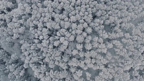 Aerial View Frozen Forest with Snow Covered Spruce and Pine Trees. Top Down View Flyover Beautiful
