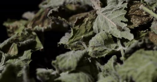 Dried Green Leaves Piled in a Close-up Shot
