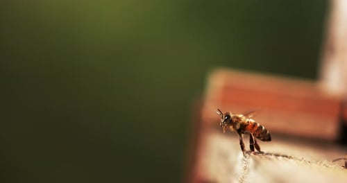 European Honey Bee, apis mellifera, Bees standing at the Entrance of The Hive, Insect in Flight