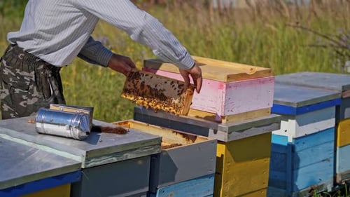 Beekeeper Inspecting Honeycomb Frames in a Rural Setting