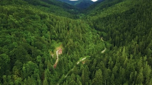 Aerial View of Lush Green Forest and Road
