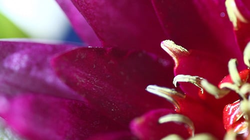 Extreme Close Up of a Pink Flower