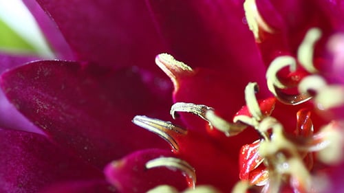 Macro View of Pink and Red Flower Stamen