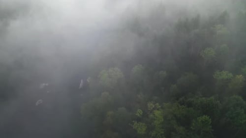 Forest Fog Landscape