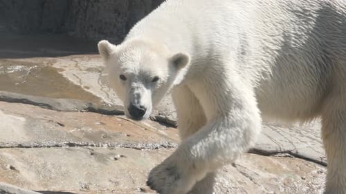 Polar Bear