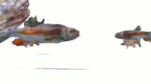 Fish Stop Motion