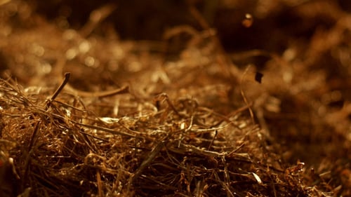 Golden Straw and Twigs Close-Up in Warm Light