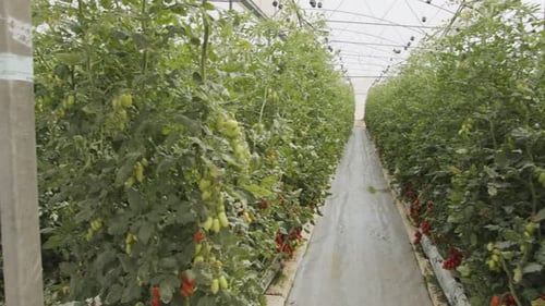 Tomato Plants Growing Inside Greenhouse