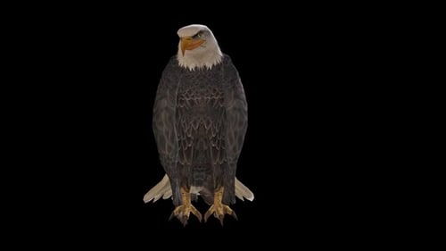 Eagle Idle