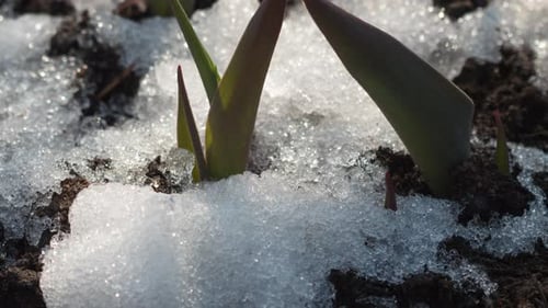 Sprouts Emerging Through Snow