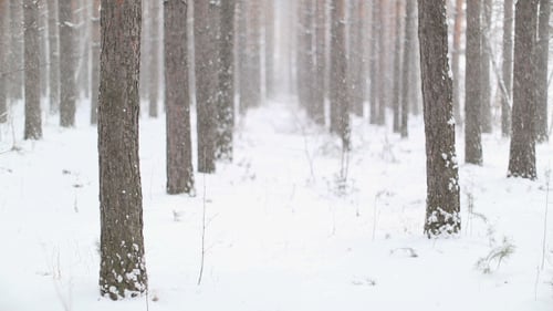 Snow Falling Gently in a Winter Forest