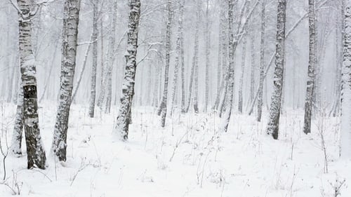 Schnee im Winter