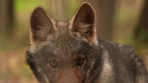 Funny Curious Cub Wolf Canis Lupus Gray Wolf Grey Wolf Sniffing Outdoors In Autumn Day
