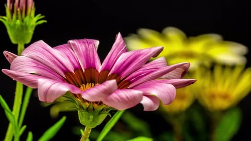 Pink Flower Blooming in Time Lapse on Black