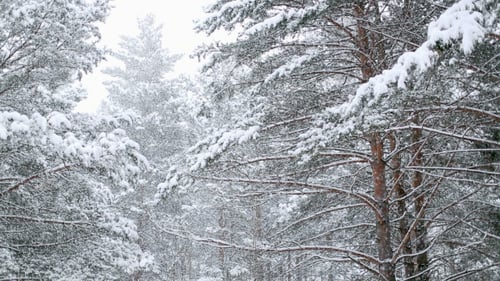 Pine Branch and Falling Snow