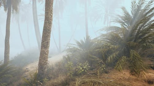 Atmospheric Foggy Jungle with Swaying Palm Trees