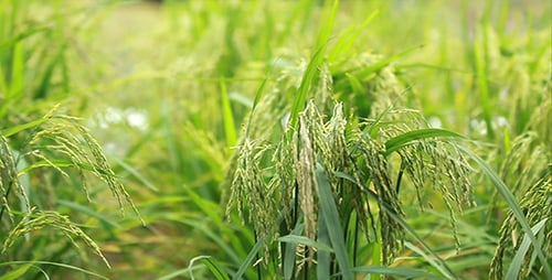 Paddy Close-up 02