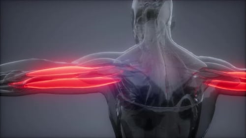 Human Biceps Muscle Highlight 3D Animation