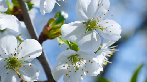 Cherry Blossom Tree Branch Flowers Blue Sky Summer Season Beautiful
