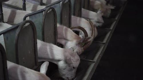White Farm Animals Eating Dry Goat Feed in Slow Motion Standing in Stable Indoors on Dairy Farm