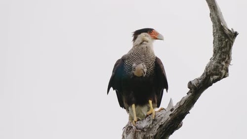 Großer Greifvogel, Caracara mit Haube, Caracara Plancus sitzt immer noch auf trockenem, totem Ast, Turni