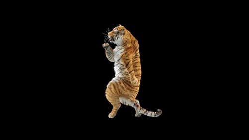 Tiger-Tanz HD