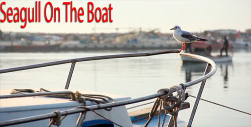 Vidéo de la mouette sur le bateau
