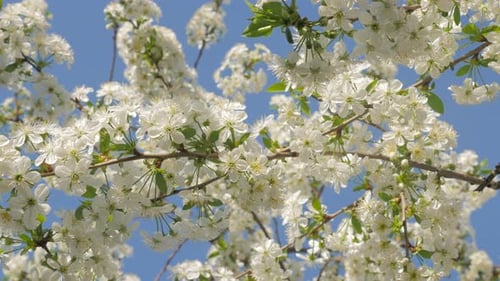 Cherry tree branch with white blossoms against blue sky early spring 4K 2160p UltraHD video - Cherry