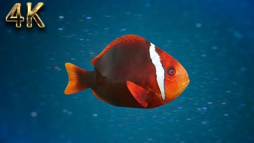 Realistic Tropical Fish Swimming Loop Animation