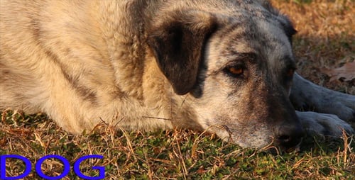 Dog Resting On Grass in the Daytime Sun