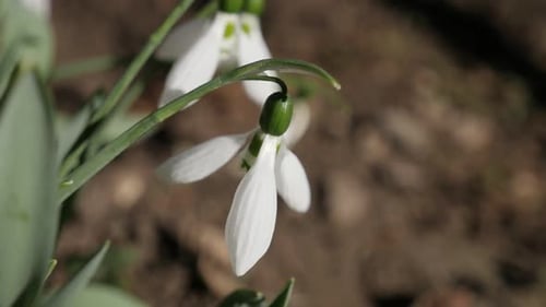 Slow motion common snowdrop outdoor in the field 1080p FullHD footage - Close-up of white garden pla