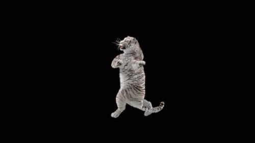 Animated White Tiger Cub Dancing and Playing