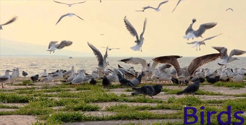 Birds