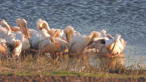 A Flock of White Pelican Heron Birds by the Water