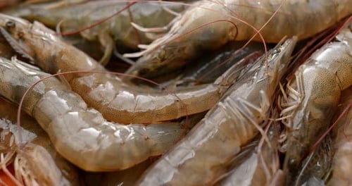 Fresh uncooked shrimp