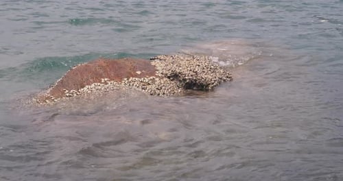The Big Stone Covered with a Colony of Seashells. Soft Waves Splashing on the Stone.