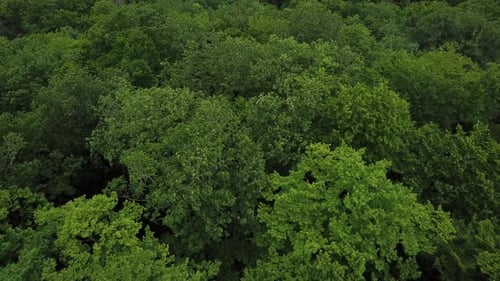 Aerial Top View of Summer Green Trees in Forest Background Caucasus Russia