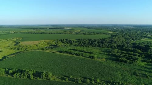 Aerial View Over a Green Corn Field Drone Flies Over Agricultural Corn Field