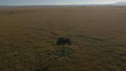 Aerial of an Acacia tree in the savannah