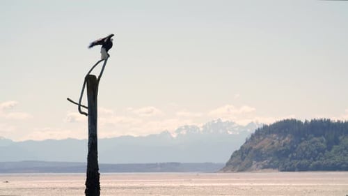 Bald Eagle Spreading Wings To Fly At Washington Beach