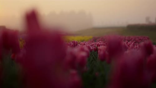 Close Up Pink Flower Bud in Blooming Flower Garden in Morning Light Outside