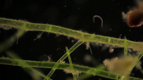 L'annélide microscopique se tortille à proximité des filaments d'algues.