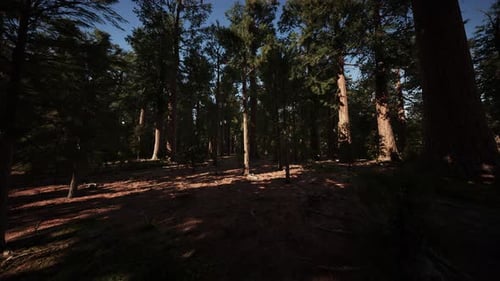 Giant Sequoia Trees Towering Above the Ground in Sequoia National Park