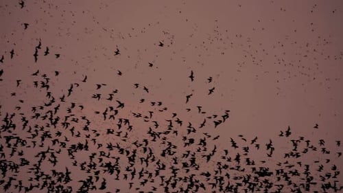 Massive Bat Swarm Soaring in the Sunset Sky